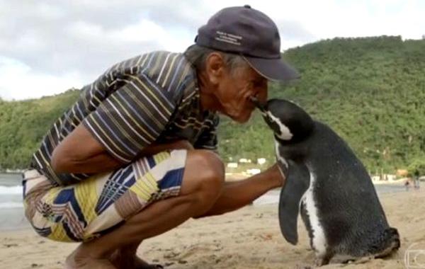пингвин Джингджинг, pinguin Jingjing, Жоао Перейра де Соуза, Joao Pereira de Souza, пингвин проплывает 8000 км к своему спасителю