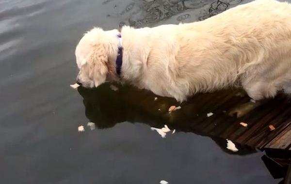 Собака вылавливать рыбу зубами, собака ловит рыбу зубами, собака вылавливает рыбу из реки