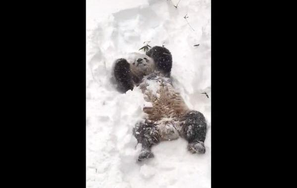 панда в снегу, панда Тян Тян снег, панда купается в снегу