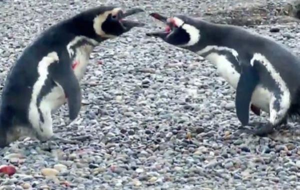 драма в жизни пингвина, страсти в семье пингвинов, драка пингвинов за самку,