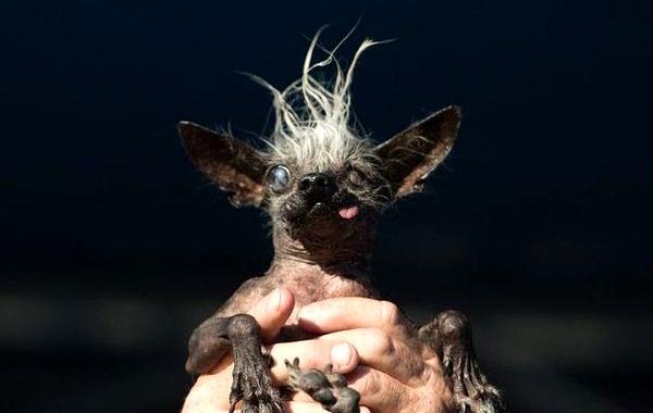 Самая уродливая собака 2016, победитель Самая уродливая собака 2016, Суипи Рэмбо, SweePee Rambo