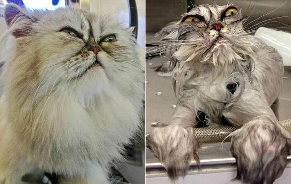 животных до и после принятия ванной, животные до и после купания