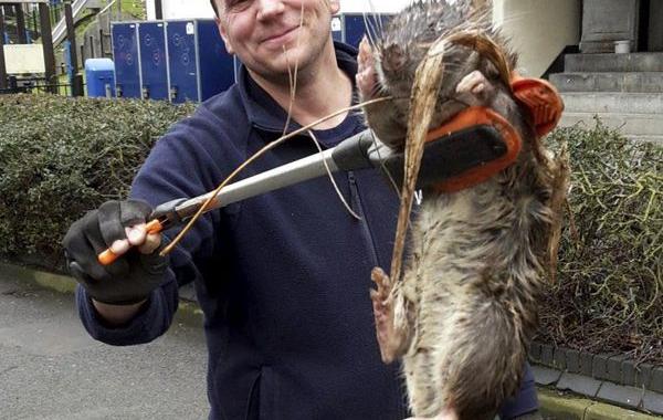 гигантская крыса в Лондоне, рабочий одурачил гигантская крыса, перспектива гиганская крыса