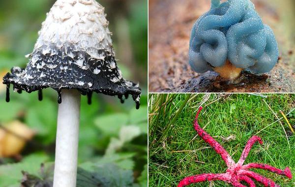 экзотические грибы, необычные грибы