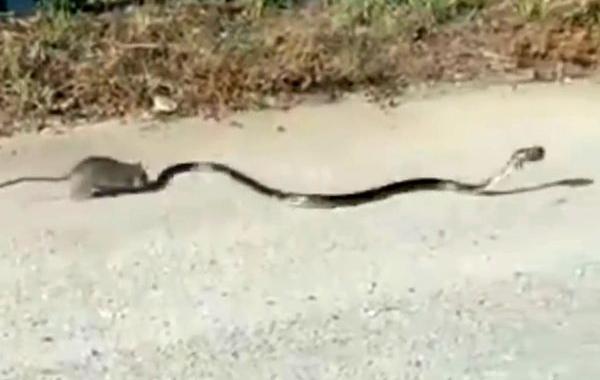 мама крыса спасла своего детёныша, крыса спасла детёныша от змеи, крыса напала на змею спасла детёныша