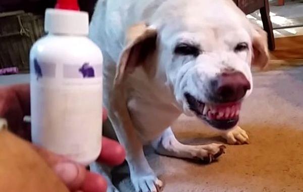 собака не любит принимать лекарства, пес не любит принимать лекарства, собака улыбается