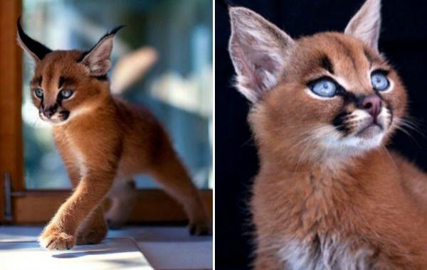 каракалы, самые милые кошки, степная рысь