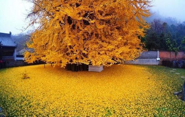 1400-летнее дерево сбросило осенние листья, 1400-летний Гинкго