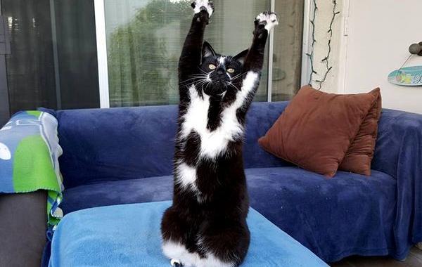кошка лапы вверх, кошка любит поднимать лапы вверх