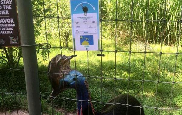 в зоопарке заменили таблички животных Pokemon Go, в зоопарке заменили таблички животных на стиль Pokemon Go, Pokemon Go в зоопарке