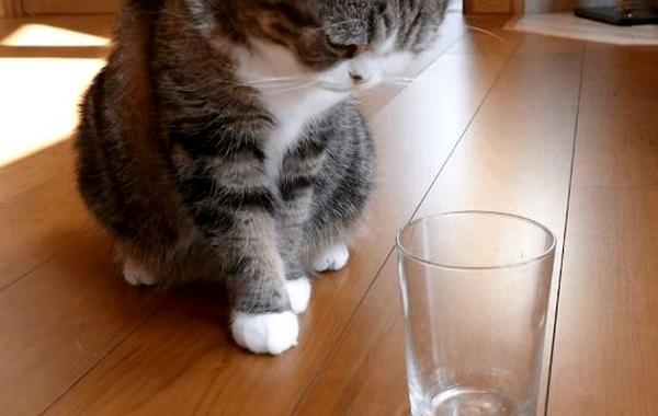 как узнать правша или левша кот, способ узнать правша или левша кошка