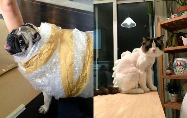 животных оставили с другими, смешные животные доверили присматривать кому-то другому