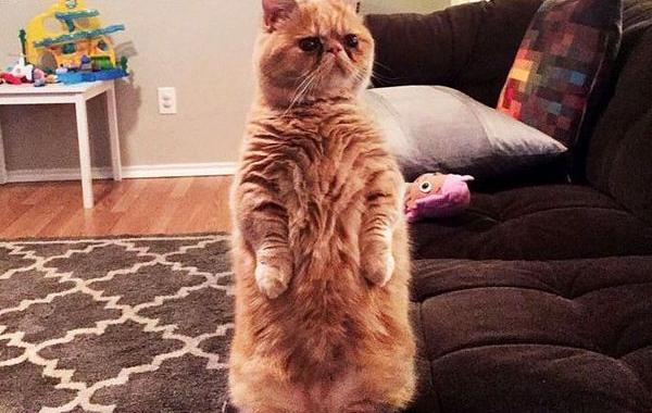 George Cat, кот стоит на задних лапах, кот Джордж
