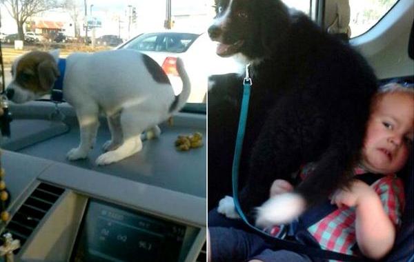 собаки засранцы, шкодливая собака