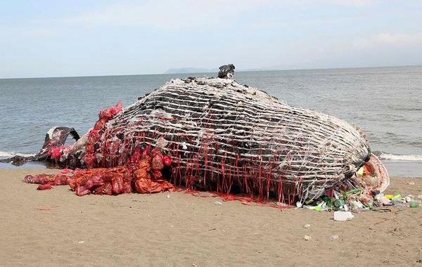скульптура мёртвого кита, скульптура мёртвого кита из пластика, скульптура мёртвого кита из мусора