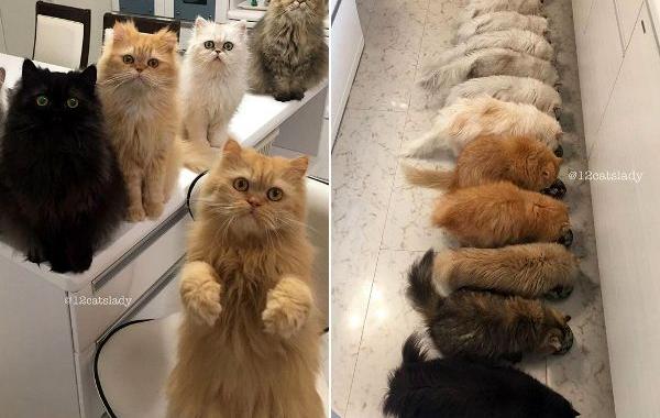 12 персидских кошек, 12catslady, 