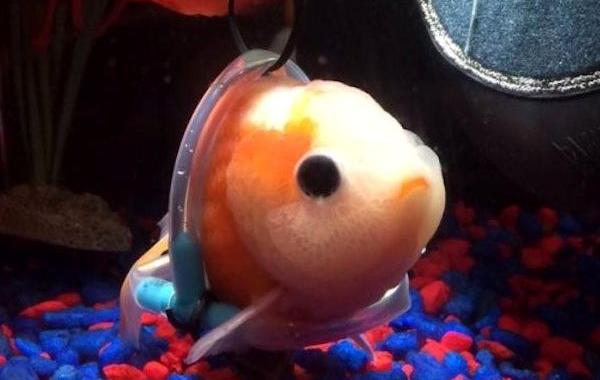 ходунки для золотой рыбки, инвалидное кресло для золотой рыбки