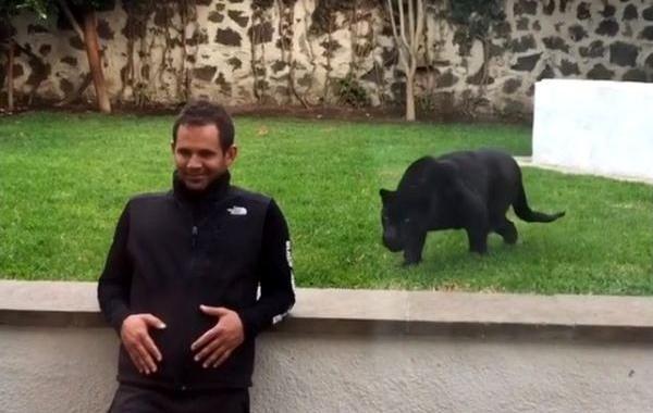 пантера подкралась сзади, пантера подкралась чтобы поцеловать, Эдуардо Серио, Eduardo Serio