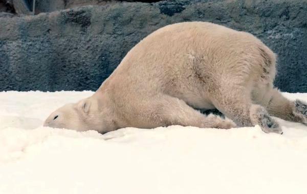 белые медведи снег, снег в зоопарке белые медведи, белые медведи катаются в снегу, белые медведи играют со снегом