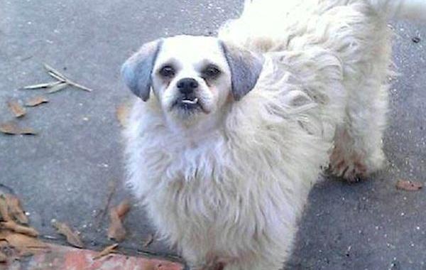 смешные стрижки домашних животных, нелепые стрижки домашних животных