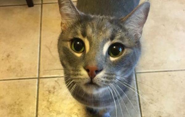 смешное описание кошек, смешное описание котов для присмотра