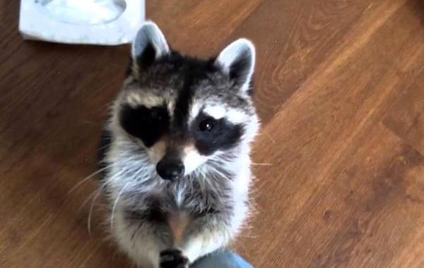 енот подает салфетку, енот Мелани, енот когда хозяйка чихает