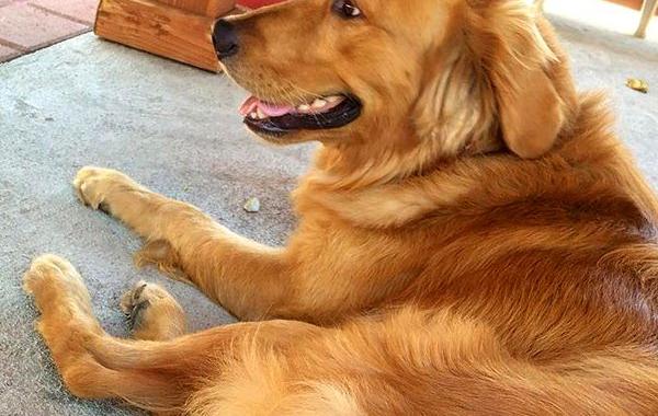 коса на хвосте собаки, коса на хвосте золотистого ретривера