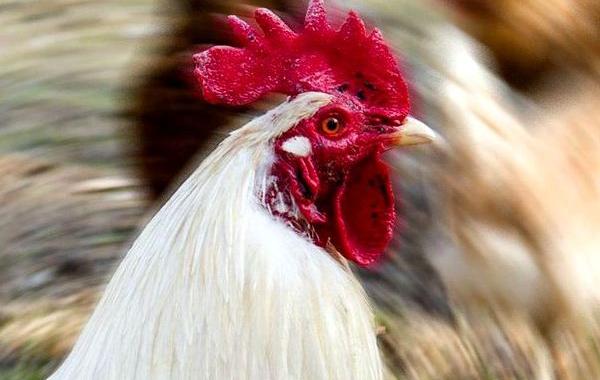 петух брама, огромный петух, гигантский петух видео