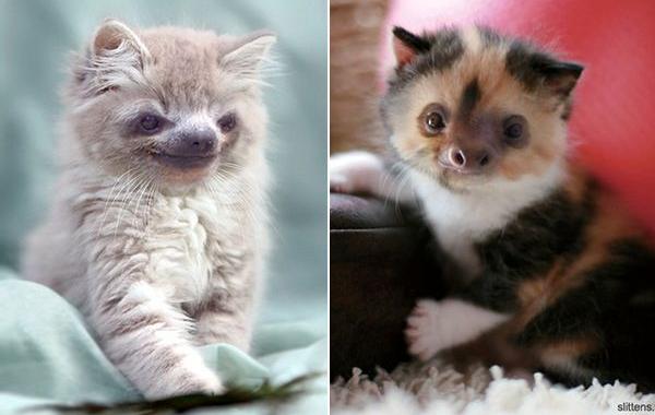 Ленята, котята и ленивцы в одном, slittens