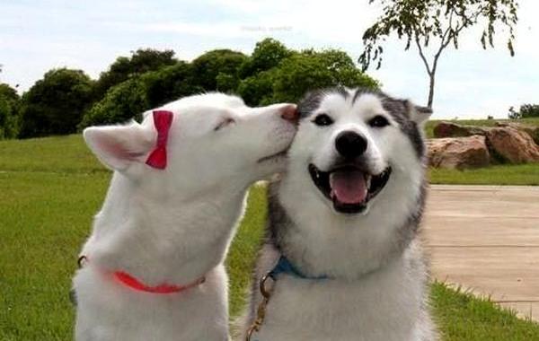 собаки лучшие друзья, собачья дружба, дружба между собаками