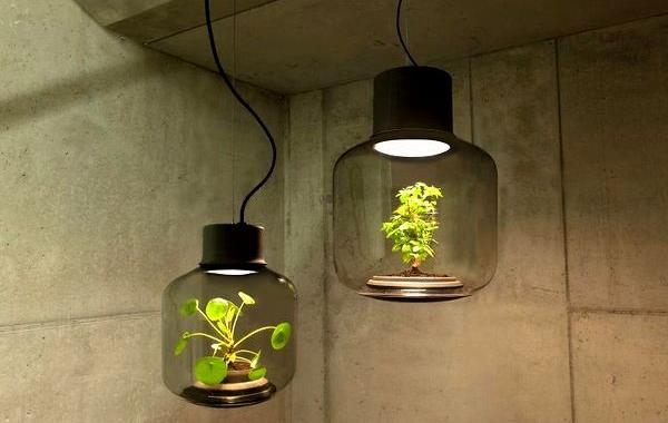 лампы с растениями, светильники с растениями внутри, лампы с цветами