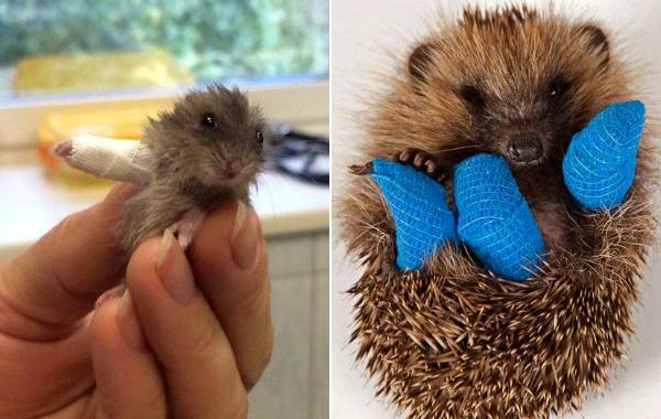 животные с гипсами, маленькие животные с гипсами, хомячок в гипсе, ежик в гипсе