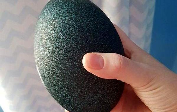 купила это яйцо на интернет-аукционе, яйцо эму, женщина купила яйцо в интернете