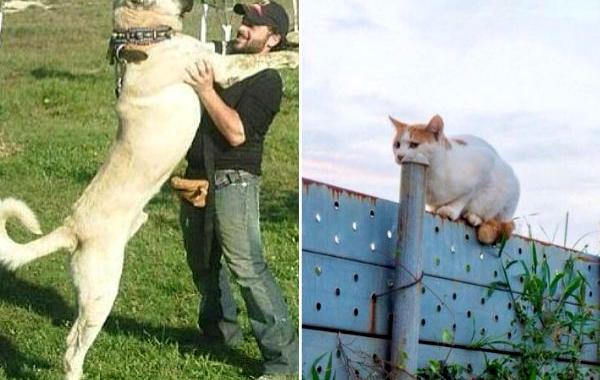 фотографии с сюрпризом, фотографии заставят взглянуть на них несколько раз