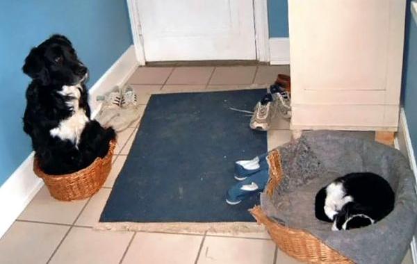 кошки забравшие кроватки у собак, кошки в собачьей кровати, кошки спят на собачьей лежанке