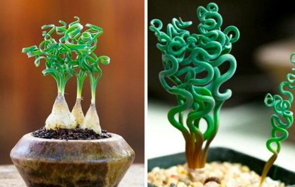 удивительные растения, странные растения, необычные комнатные растения