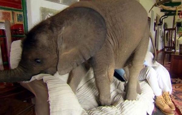 Домашний слон, слон живёт в доме, слон Мойо