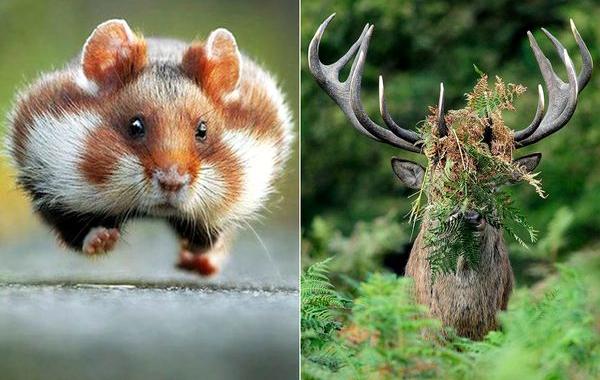 Comedy Wildlife, Wildlife Photography Awards 2015, фотоконкурс смешные фотографии животных 2015