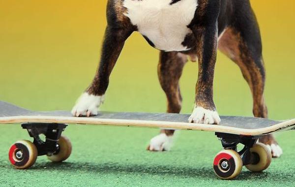 собака катается на скейтборде, бульдог катается на скейте