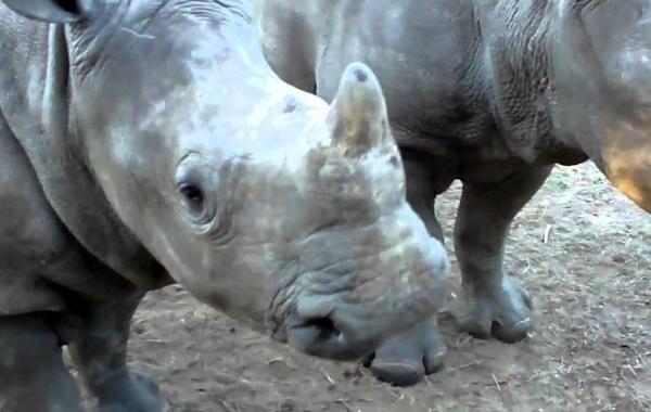 какие звуки издают маленькие носороги, звуки детёныши носорога, звуки детеныши носорога видео