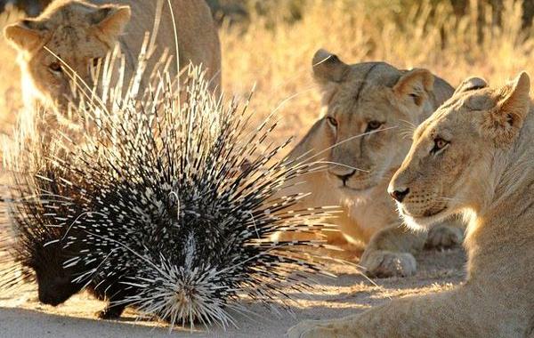 пириснг носа у льва, дикобраз проколол нос льву, игла дикобраза в носу льва, львы напали на дикобразов