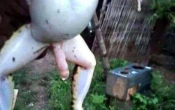 лягушка с гигантским, лягушка с огромным