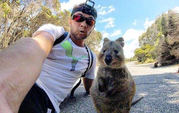 селфи с квоккой, милое фото с квоккой, квокка не захотела расставаться