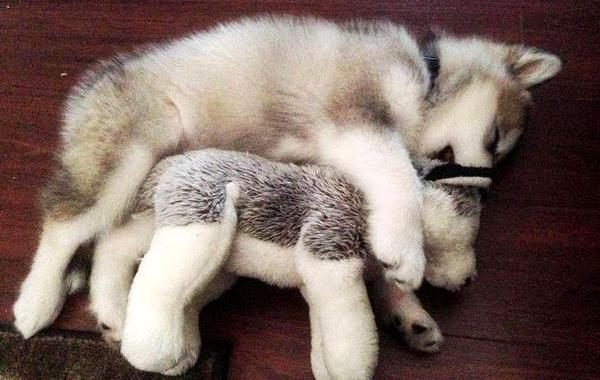 собака уничтожила свои игрушки кроме одной, маламут с игрушкой, хаски и игрушка