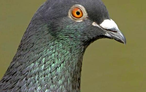 голуби детективы, голуби помогли полиции, голуби помогли найти конопляную ферму