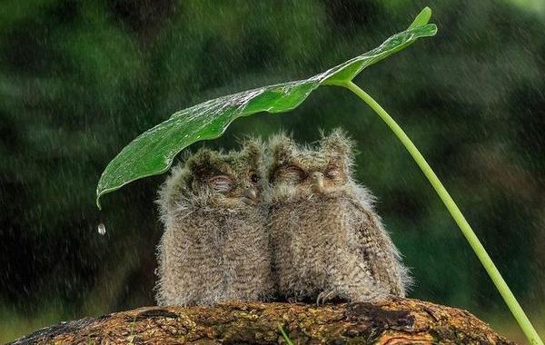 маленькие совы под зонтиком, совы под листом как под зонтиком, совы celepuk