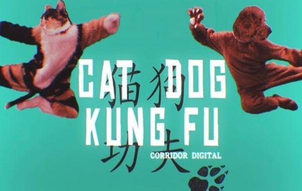 кошка собака кунг-фу, битва кошки с собакой карате