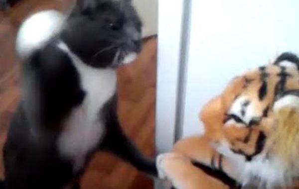 кот боксёр, кот бьет игрушечного тигра, кот ненавидит тигра, кот бьет тигра