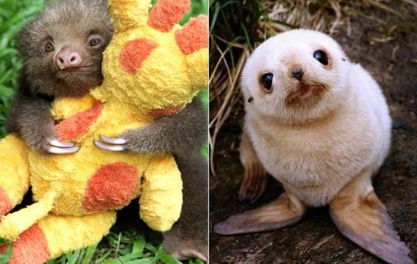 милые детеныши животных, детеныши животных