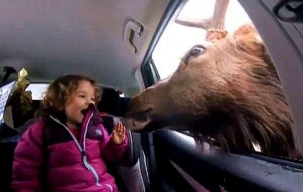 олень засунул голову в автомобиль, олень засунул голову в окно, олень взял морковку у девочки